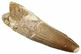 Fossil Spinosaurus Tooth - Real Dinosaur Tooth #268683-1
